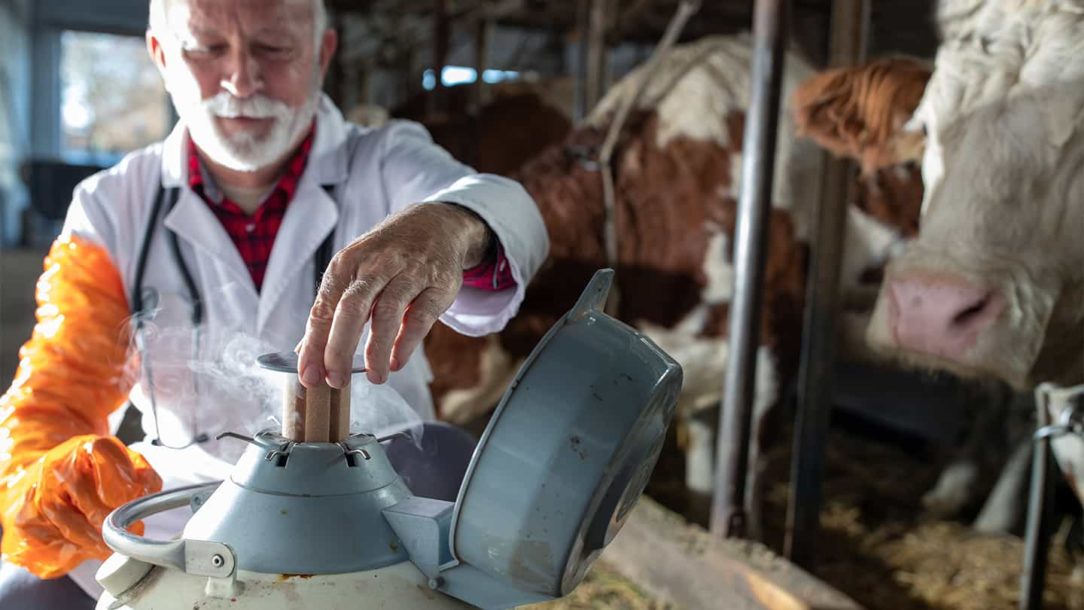 Veterinarian opening liquid nitrogen tank for artificial insemination with frozen semen for cows