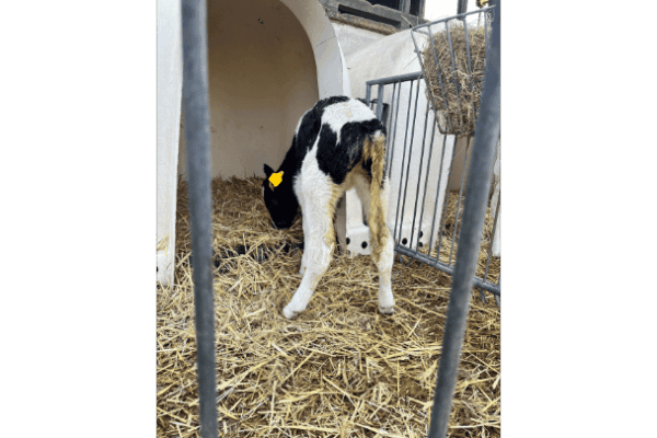 Kaelberblogger_Kryptosporidien