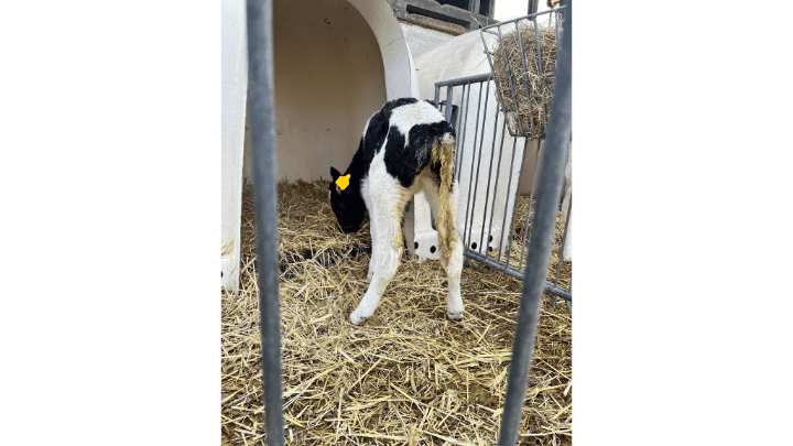 Kaelberblogger_Kryptosporidien