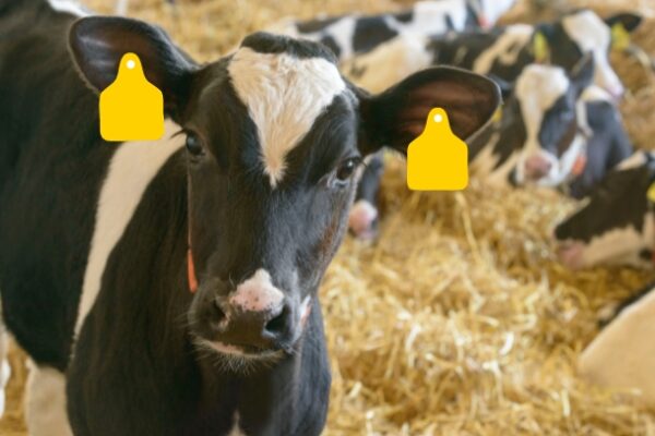 Kaelberblogger_WachstumspotentialebeiKaelberneinordnen