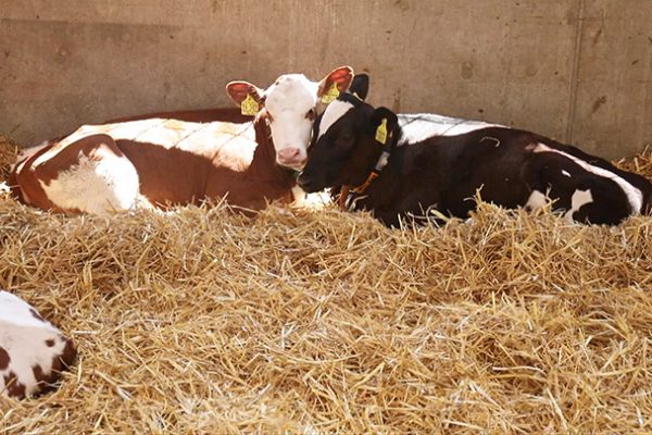 Zwei Kaelber kuscheln im Stroh