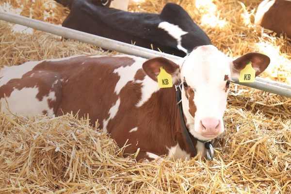 Kaelberblogger Kalb im Stroh